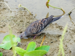 P4130827：キジバト_R