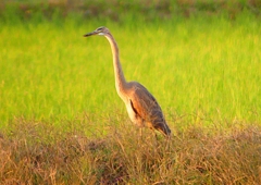 P1400131：ムラサキサギ_R