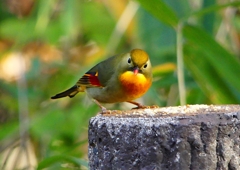P1520426：ソウシチョウ_R