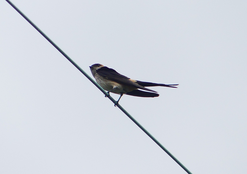 P1230785：コシアカツバメ_R