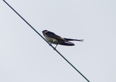 P1230785：コシアカツバメ_R