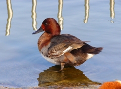 P4550215：ホシハジロ交雑種_R