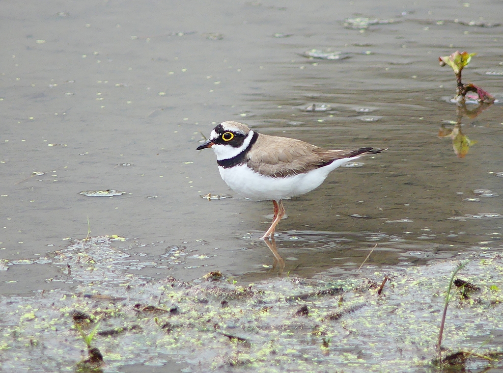 P4150328：コチドリ_R