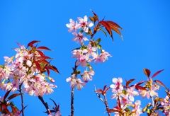 P4530799：ヒマラヤザクラ_R