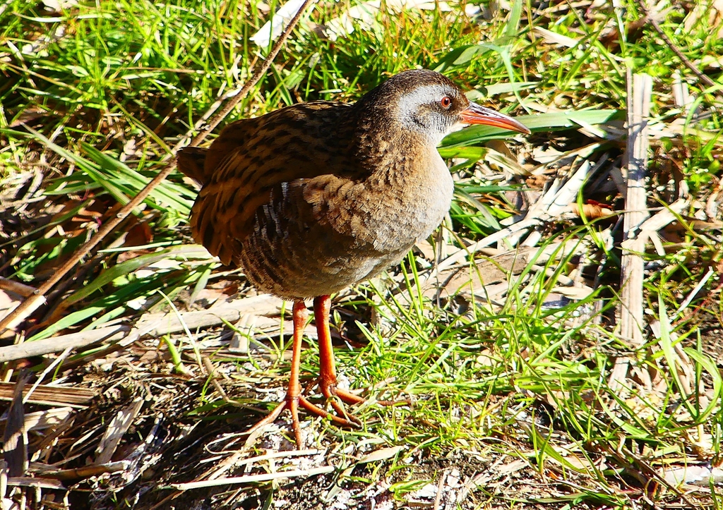 P1730065：クイナ_R