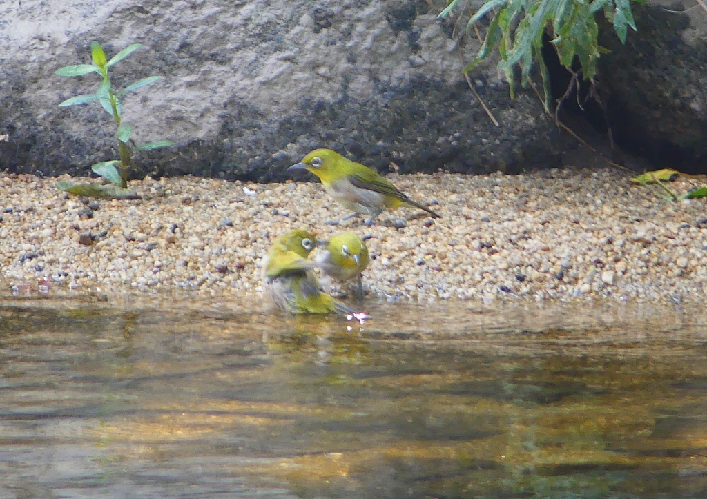 P1190089：メジロ_R