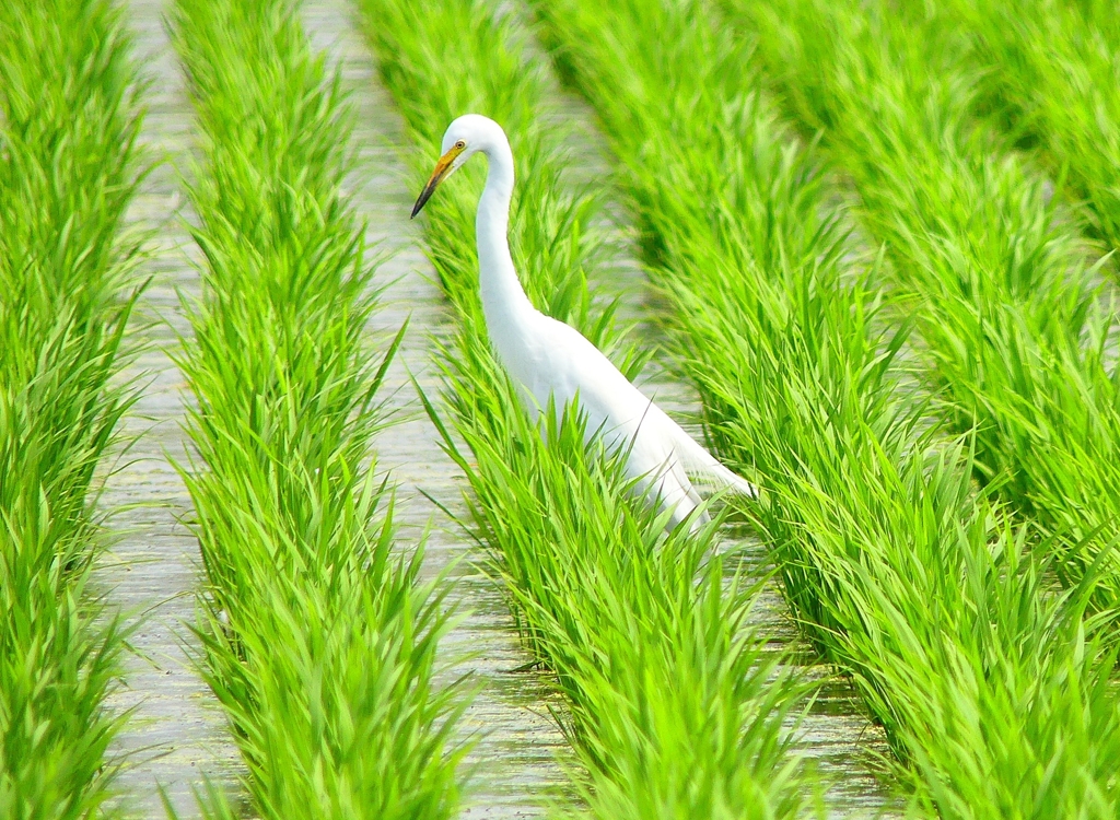 P4220479：ダイサギ_R