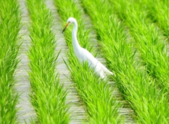 P4220479：ダイサギ_R
