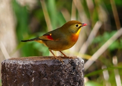 P1550697：ソウシチョウ_R
