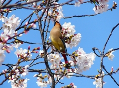 P3970491：桜にヒレンジャク_R