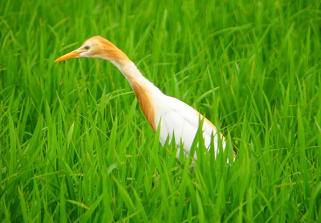 P1060068：アマサギ_R