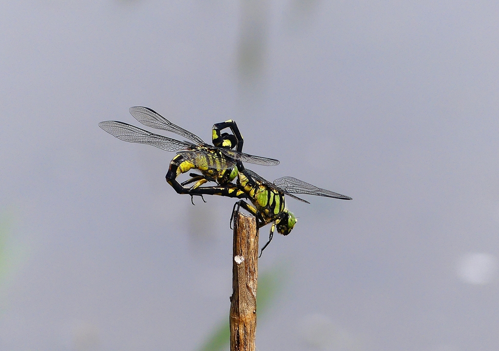 P4220455：ウチワヤンマ合体_R