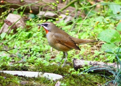 P1350458：ノゴマ（オス）_R
