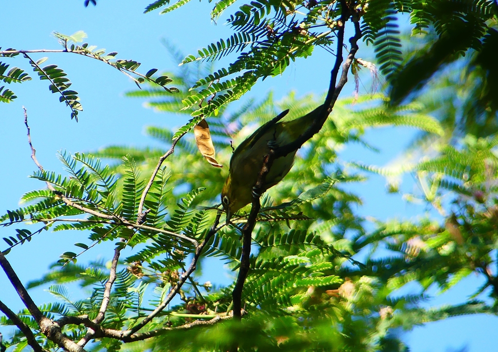 P1210397：メジロ_R