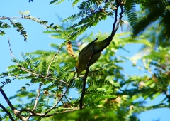 P1210397：メジロ_R