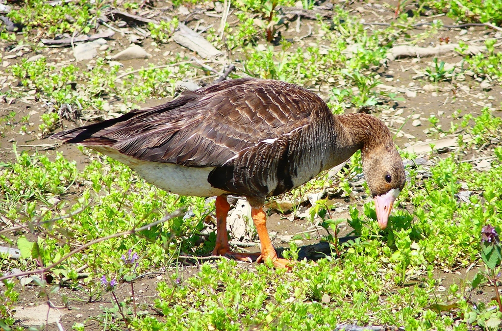 P4900109：マガン_R