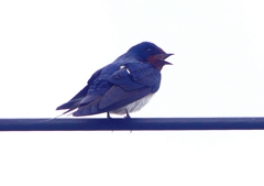 P1900086：ツバメ14_R