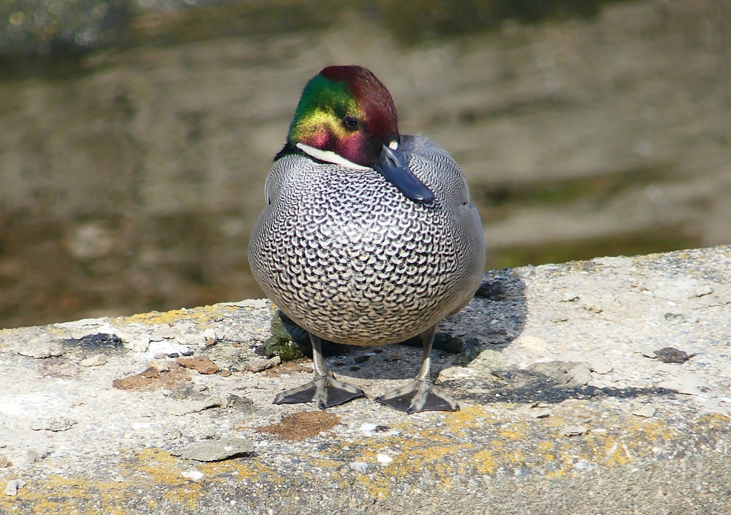 P1580508：ヨシガモ_R