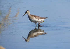 P1260015：タカブシギ_R