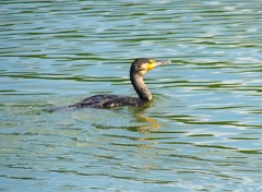 P4250793：カワウ_R