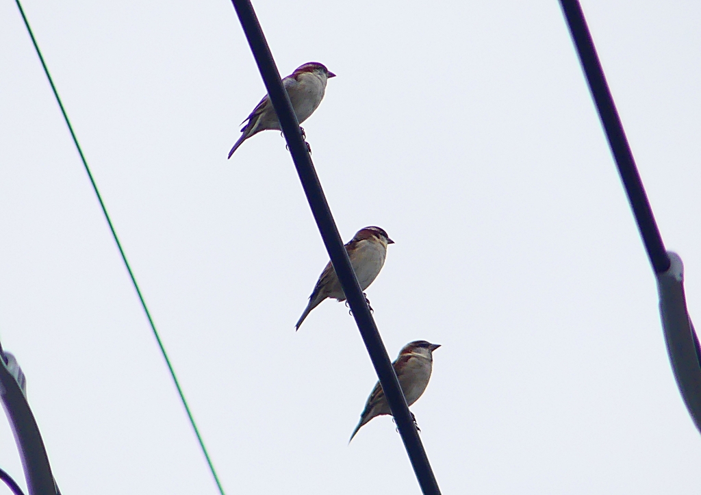 P1400261：ニュウナイスズメ_R