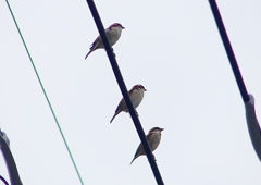 P1400261：ニュウナイスズメ_R