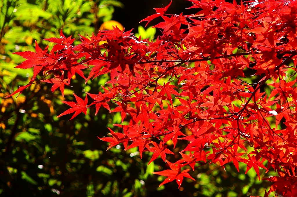 P4530845：紅葉_R
