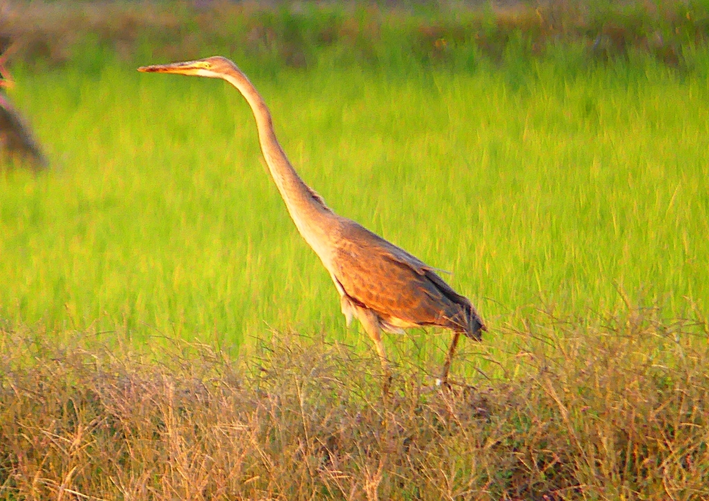 P1400151：ムラサキサギ_R
