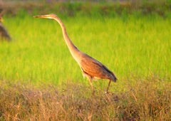 P1400151：ムラサキサギ_R