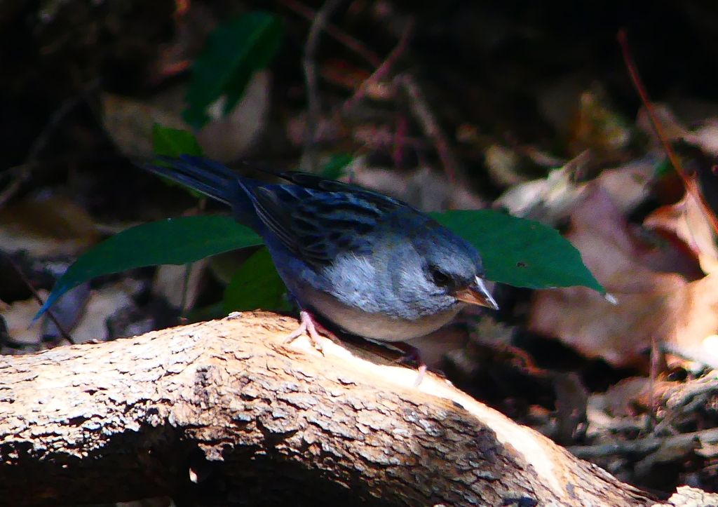 P1760588：クロジ_R
