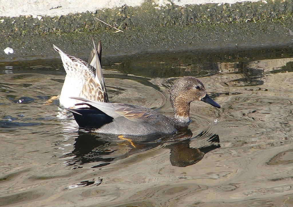 P1570546：オカヨシガモ_R