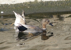 P1570546：オカヨシガモ_R