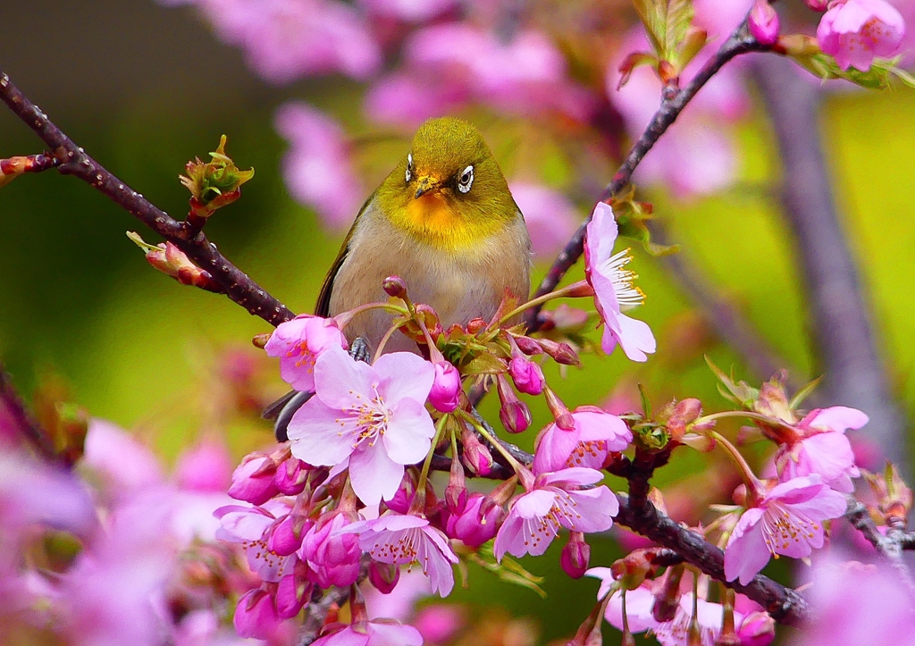 P1870089：河津桜にメジロ_R