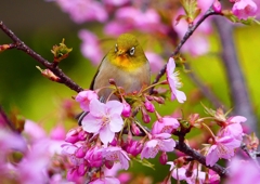 P1870089：河津桜にメジロ_R