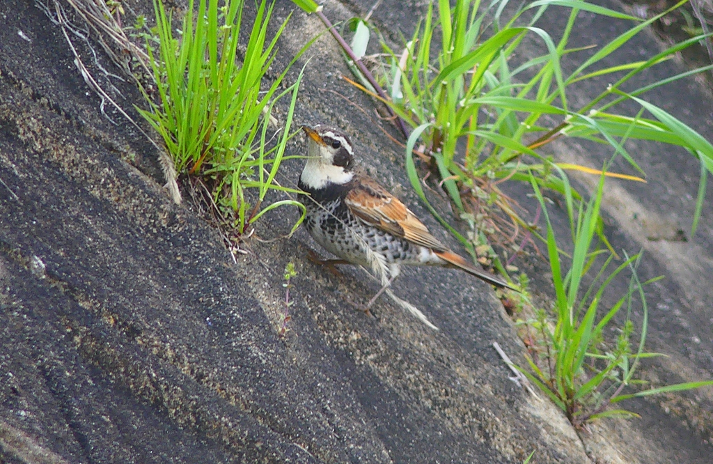 P4890133：ツグミ_R