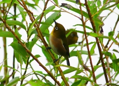 P4380608：メジロ_R