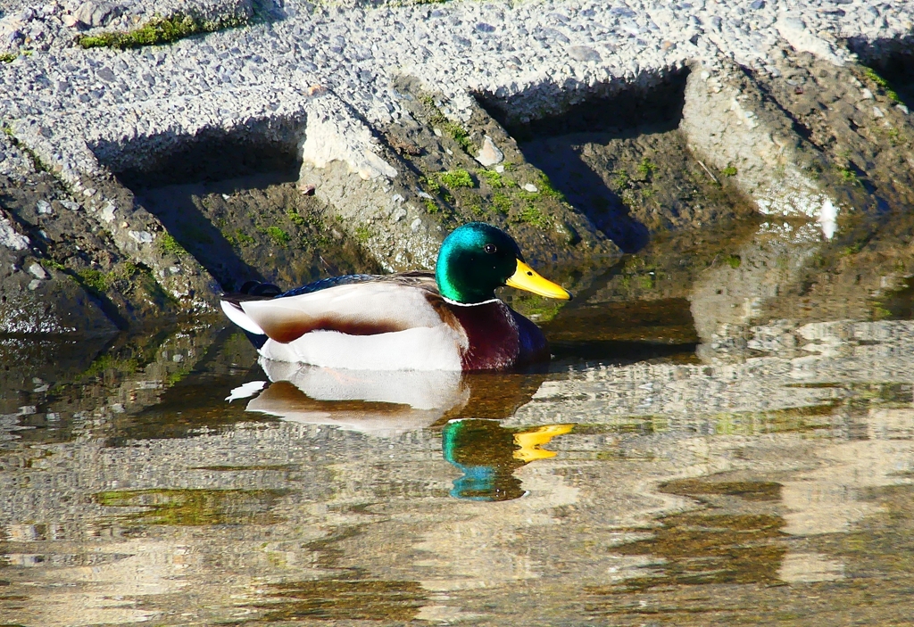 P4800654：マガモ（オス）_R