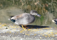 P1810554：オカヨシガモ_R