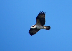 P1530761：飛ぶミサゴ_R