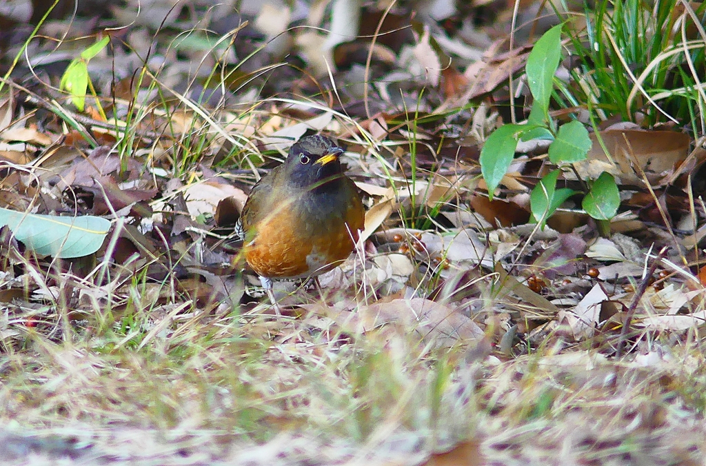 P4710591：オオアカハラ_R