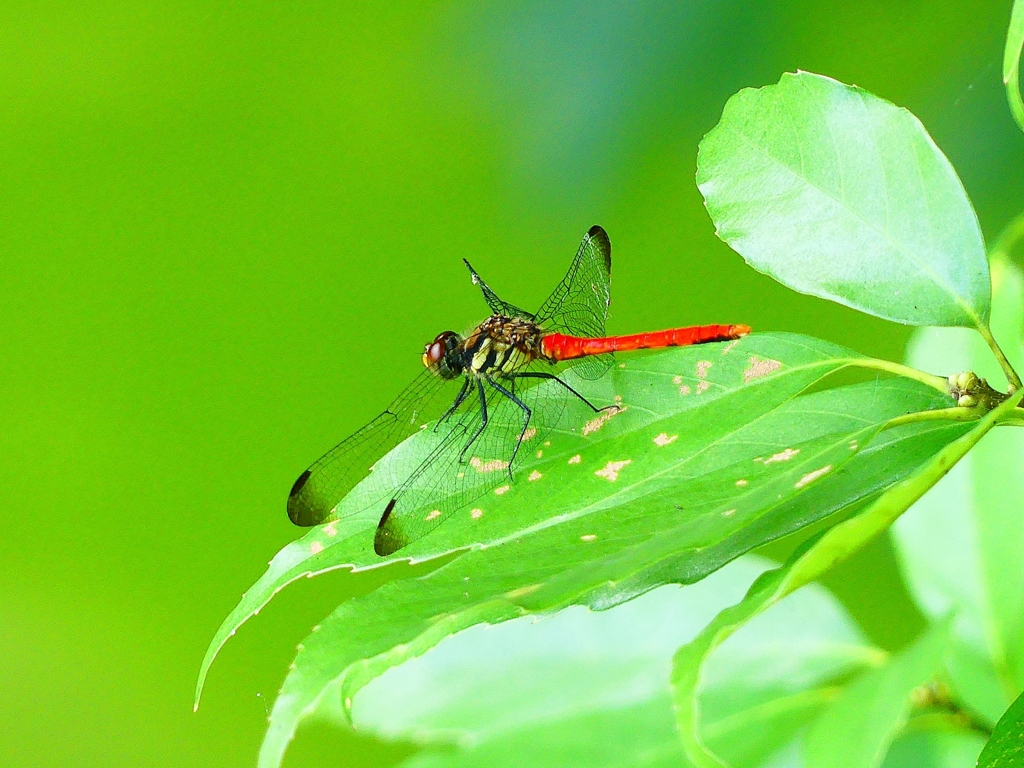 P1080288：リスアカネ_R