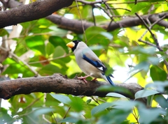 P3740625：イカル_R