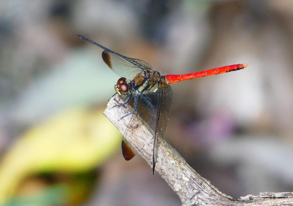 P1210222：リスアカネ_R