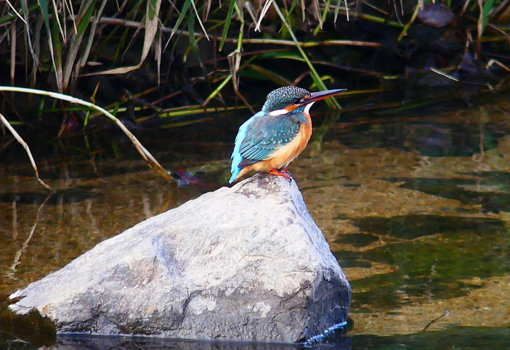 P4510593：カワセミ（メス）_R