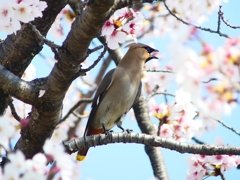 P3990760：桜にキレンジャク_R