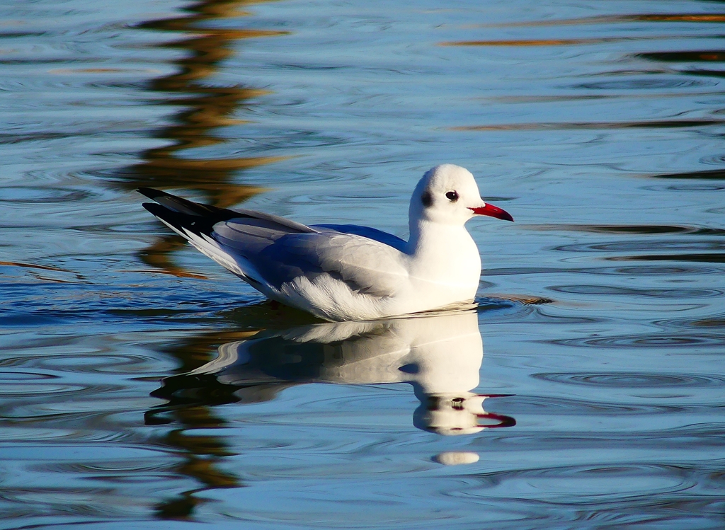 P3690166：ユリカモメ_R