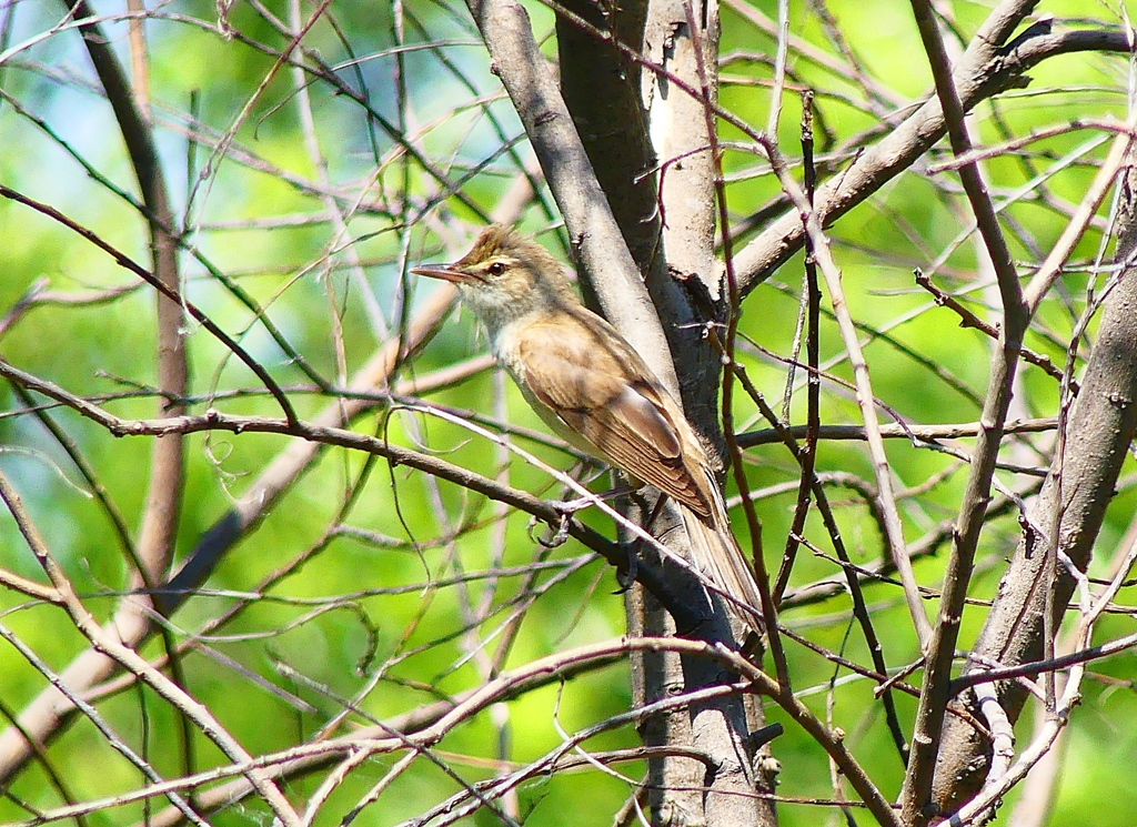 P4980059：オオヨシキリ_R