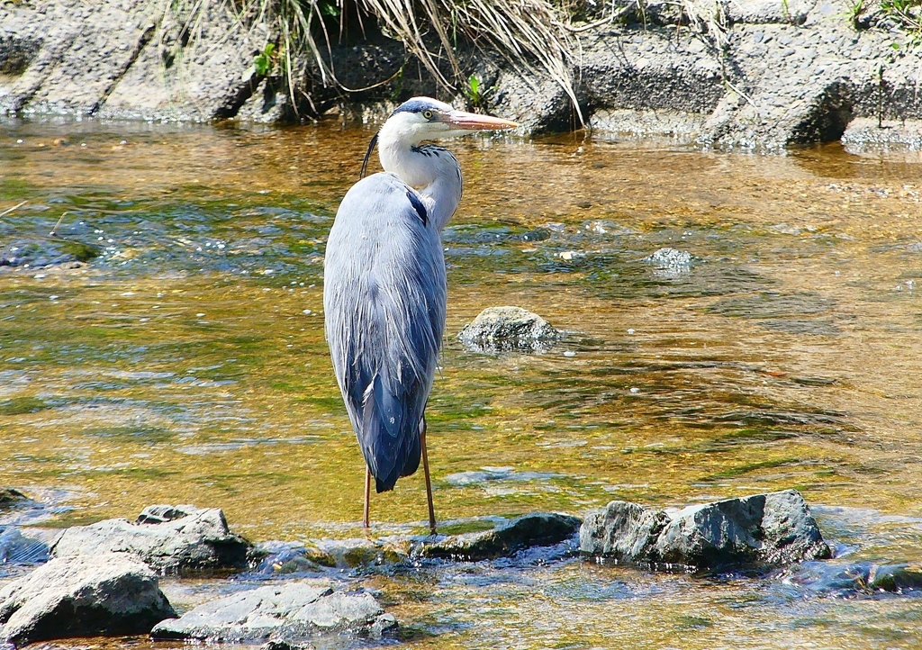 P2000586：アオサギ_R