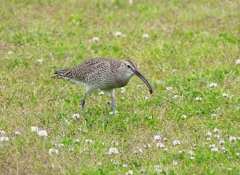 P4070426：チュウシャクシギ_R