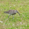 P4070426：チュウシャクシギ_R